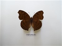 藏品(黯眼蛺蝶)的圖片